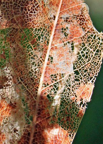 Bay Leaf Lace